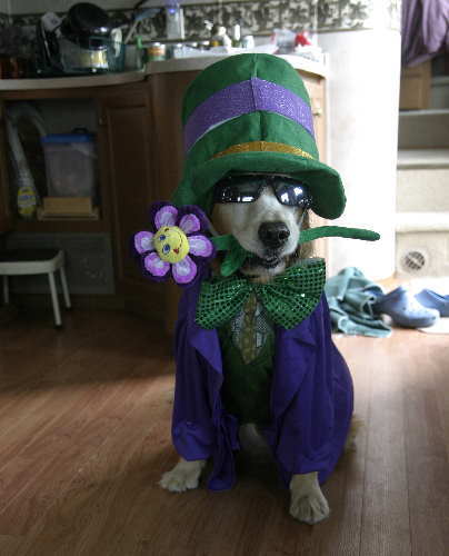 getting ready for Mardi Gras