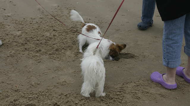 beach 8